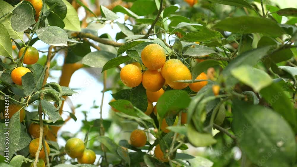 Ripe oranges hanging branches sunny orchard abundance citrus fruits. Agricultural Harvesting. Ripe oranges hanging branches sunny orchard abundance citrus fruits. Agricultural Harvesting.