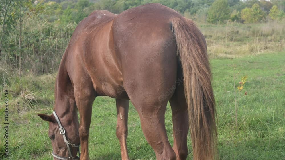 A brown horse grazing peacefully in a green field, surrounded by tall grass and trees, under a calm, natural landscape on a sunny day A brown horse grazing peacefully in a green field, surrounded by tall grass and trees, under a calm, natural landscape on a sunny day