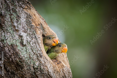 Rose breasted parakeet babies awaiting return of mother and father