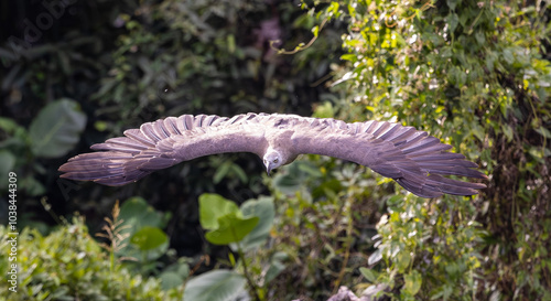 Grey headed fishing eagle diving 2