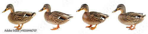 Collection of Mallard Ducks Isolated on Transparent Background