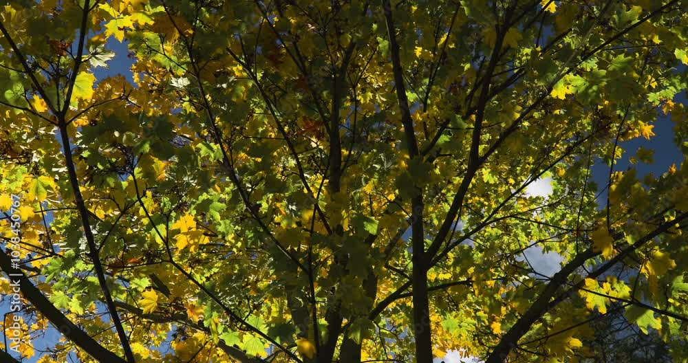 Colorful leaves swaying on tree branches against a blue sky. A sunny autumn day in the park. Colorful leaves swaying on tree branches against a blue sky. A sunny autumn day in the park.