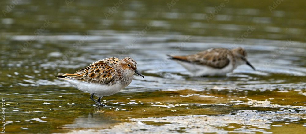 Zwergstrandläufer // Little Stint (Calidris minuta) Zwergstrandläufer // Little Stint (Calidris minuta)