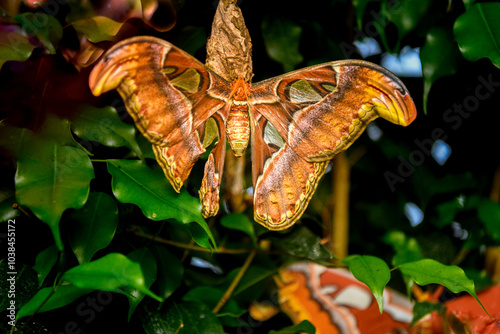 Details of a large atlas moth in the garden photo