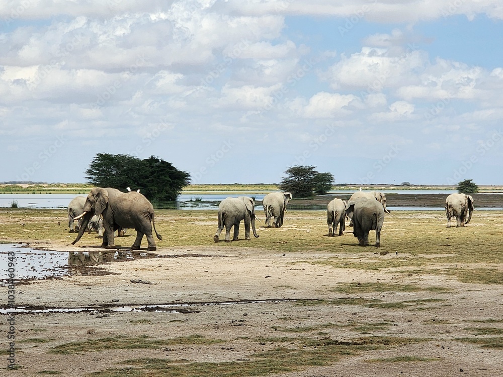 Obraz premium Wildlife African Elephants in Africa 