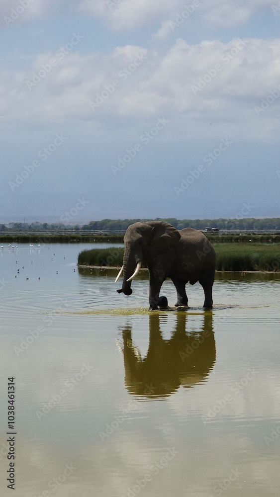 Wildlife African Elephants in Africa Wildlife African Elephants in Africa