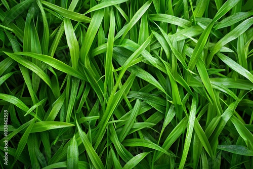 A close-up view of lush green grass blades creating a vibrant natural texture.