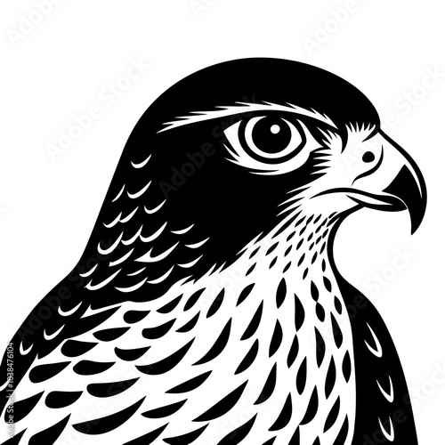 cooper s hawk isolated on white background