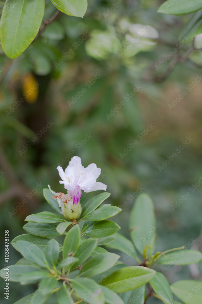 Obraz premium Tree with Flower: Nature's Unique Creations
