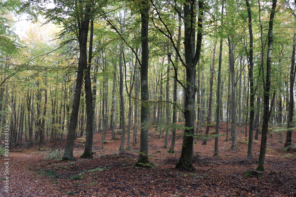 Fototapeta premium photo of a colorful autumn forest