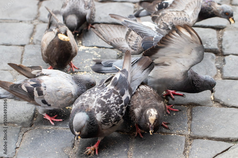 Obraz premium Herd of pigeons eating feed on the street, close -up. fed pigeons