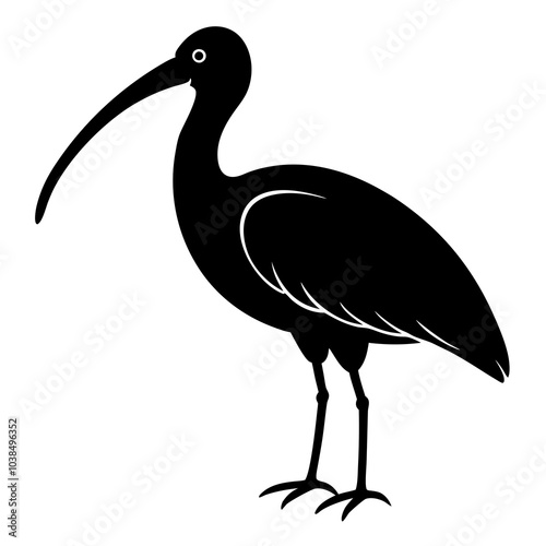black scarlet ibis 