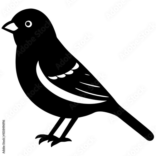 gal pagos finch on white
