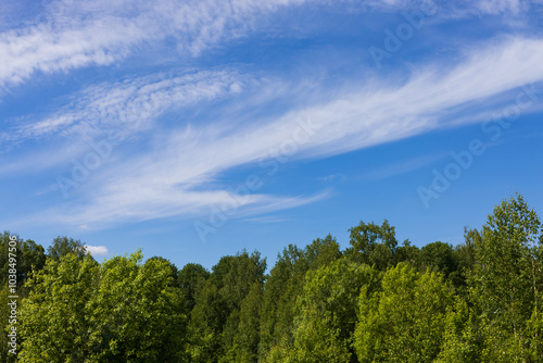 Trees with dense dark green foliage under a bright blue sky with cirrus clouds