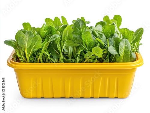 Fresh green lettuce in a yellow container, perfect for gardening and healthy eating. photo