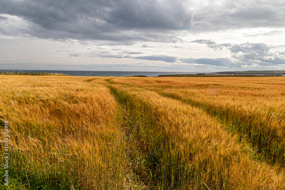Crop Field near Ruins of slains Castle scotland Crop Field near Ruins of slains Castle scotland