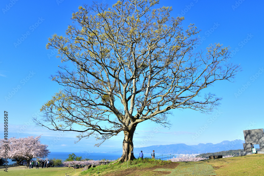 Fototapeta premium 吾妻山公園頂上で青空に聳える榎の大木