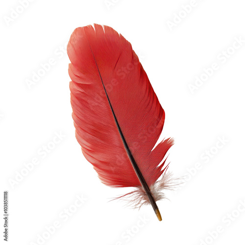 Red feather on a white isolated background. photo