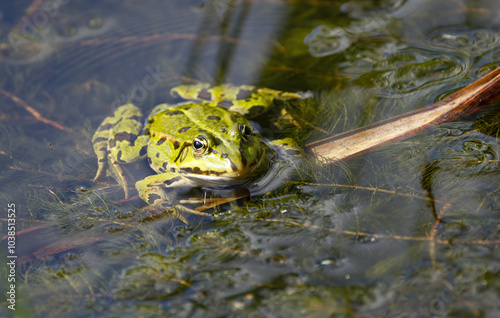 lily pads, animal wildlife, wet, portrait, watching, amphibians, water frog, head, close up, pelophylax, wild, nature, green, wildlife, animal, water, natural, frog, amphibian, reptile, aquatic, garde photo