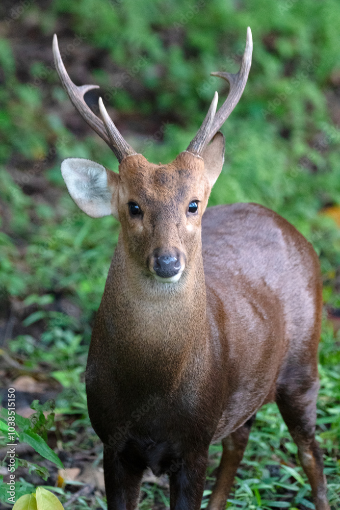 Obraz premium Portrait of an Indian hog deer