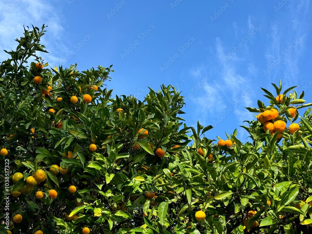 Mandarin trees with ripe orange fruits in orchard Mandarin trees with ripe orange fruits in orchard