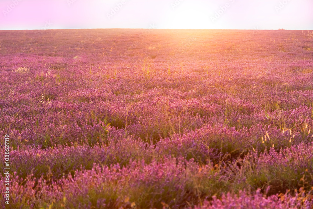 Naklejka premium Beautiful landscape of a field of lavender at sunset.