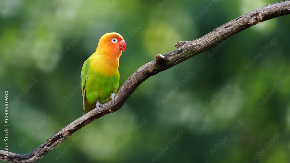 Fischer's lovebird on branch in zoo Fischer's lovebird on branch in zoo
