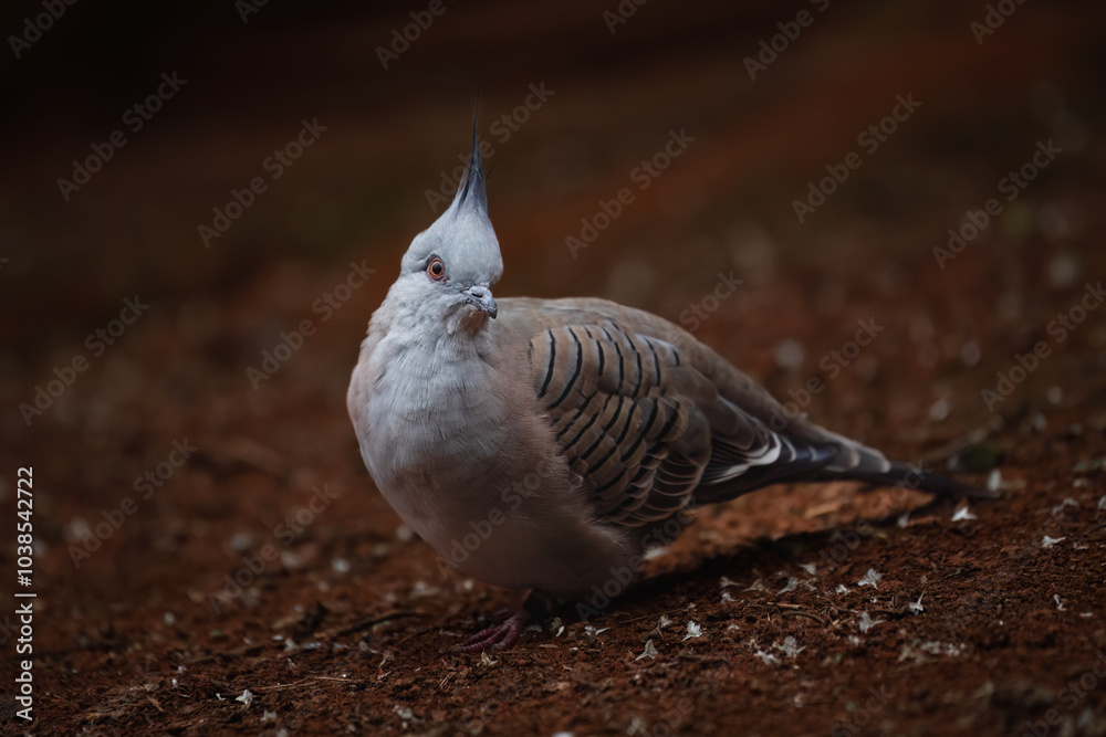 Obraz premium Portrait of a Crested Pigeon (Ocyphaps lophotes)