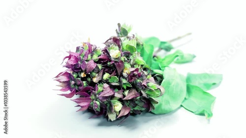 Flowers isolated on white