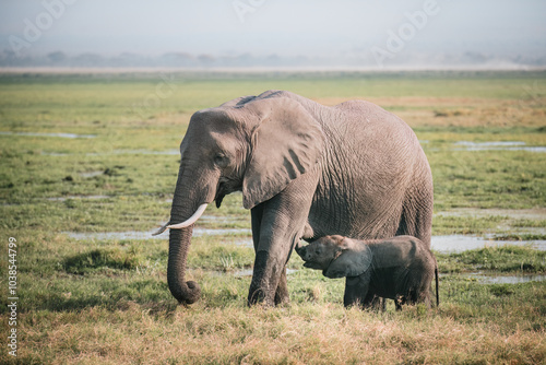 Portrait of an elephant (loxodonta africana) with suckling calf in the african savannah, Kenya 