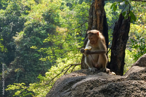 Принти на полотні A monkey sits on a rock with a banana in his hand
