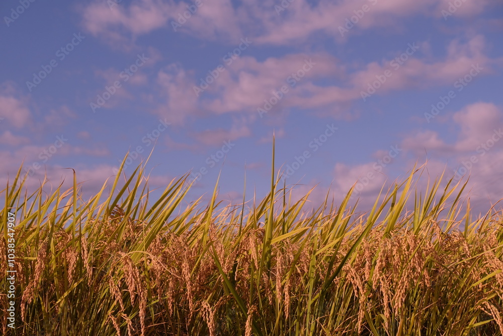 Fototapeta premium 実りの秋 秋の空