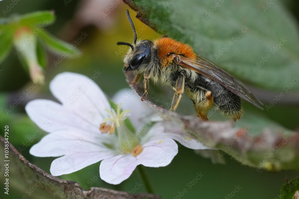 Closeup on a female red-legged mining bee, Andrena haemorrhoa on a white Geranium flower in the fall Closeup on a female red-legged mining bee, Andrena haemorrhoa on a white Geranium flower in the fall
