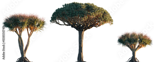 Dracaena draco subtropical tree frontal set trees isolated png in evening on a transparent background perfectly cutout (the Canary Islands dragon tree, blood tree or drago)  photo