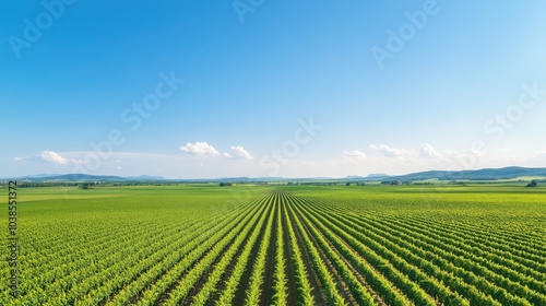 Vast green agricultural field under blue sky