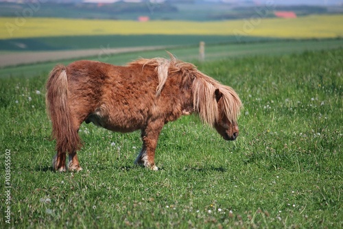 side portrait of a small old shaggy brown mini shetland pony standing on a green meadow