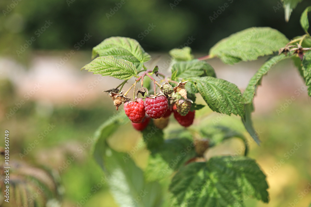 Macro image of ripe Raspberries in Autumn, Suffolk England
Macro image of ripe Raspberries in Autumn, Suffolk England