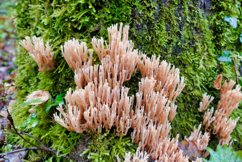 Ramaria stricta aka Strict Branch Coral growing through the moss on an oak tree
 photo