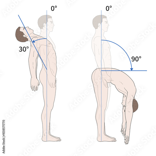 흉요추 관절 정상 운동 범위 일러스트
