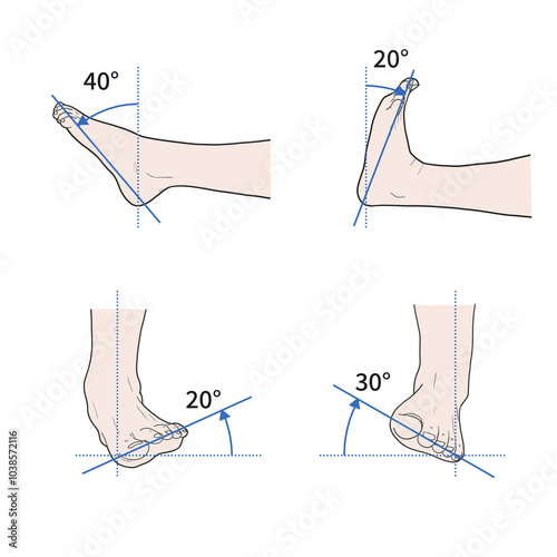 발목 관절 정상 운동 범위 일러스트