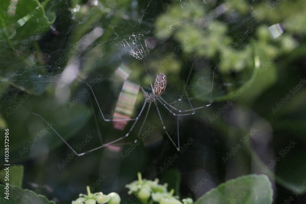 Araignée dans les fusains (marbled cellar spider), Holocnemus pluchei