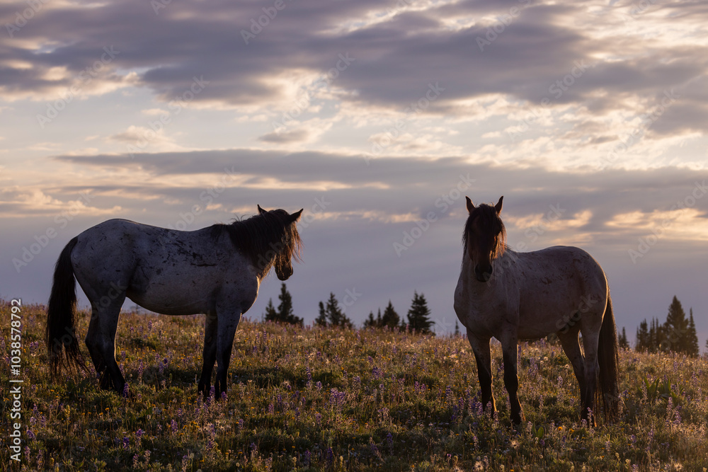 Wild Horses in the Pryor Mountains Montana in Summer Wild Horses in the Pryor Mountains Montana in Summer
