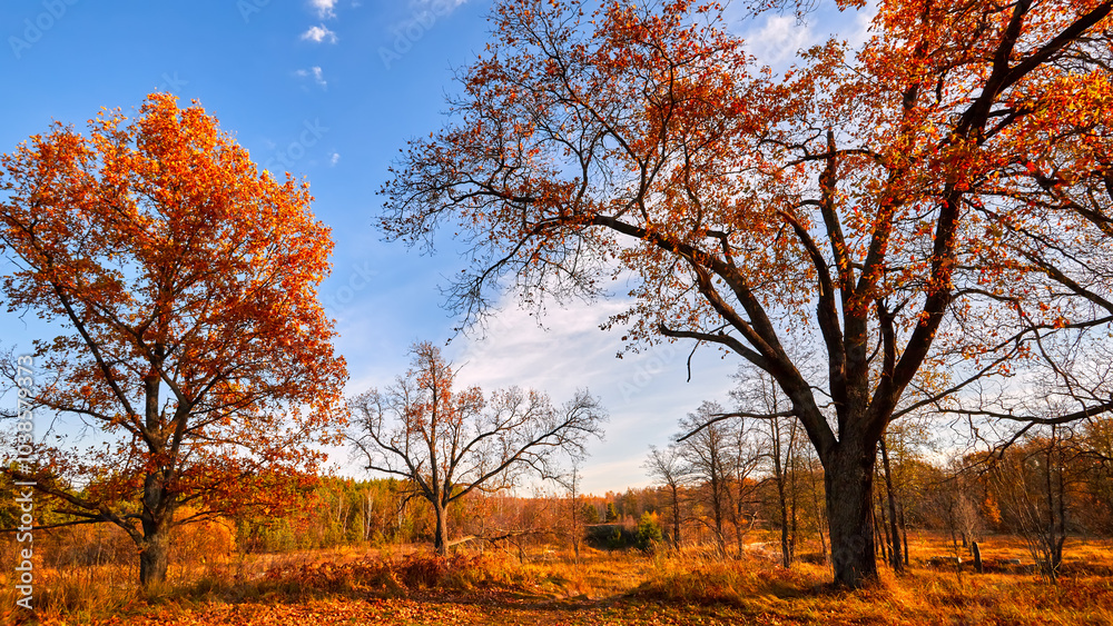 Fototapeta premium Autumn forest landscape. Gold color tree, red orange foliage in fall park. Nature change scene. Yellow wood in scenic scenery. Sun in blue sky. Panorama of a sunny day, wide banner, panoramic view.