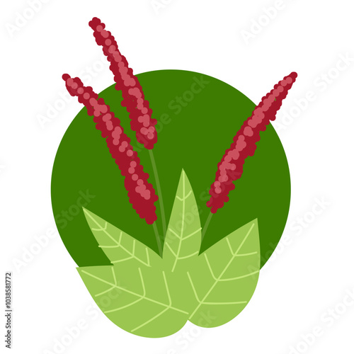 Buckwheat isolated on white background. Vector flat graphic design illustration