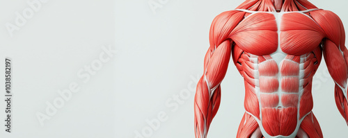 Obraz na płótnie Human muscles contracting during exercise, showcasing detailed anatomy and muscle structure. This highlights importance of fitness and physical health w salonie