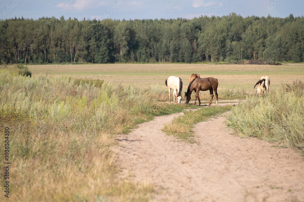A beautiful thoroughbred horse grazing in a pasture. A beautiful thoroughbred horse grazing in a pasture.