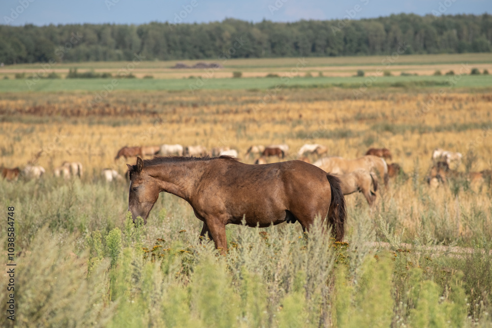 A beautiful thoroughbred horse grazing in a pasture. A beautiful thoroughbred horse grazing in a pasture.