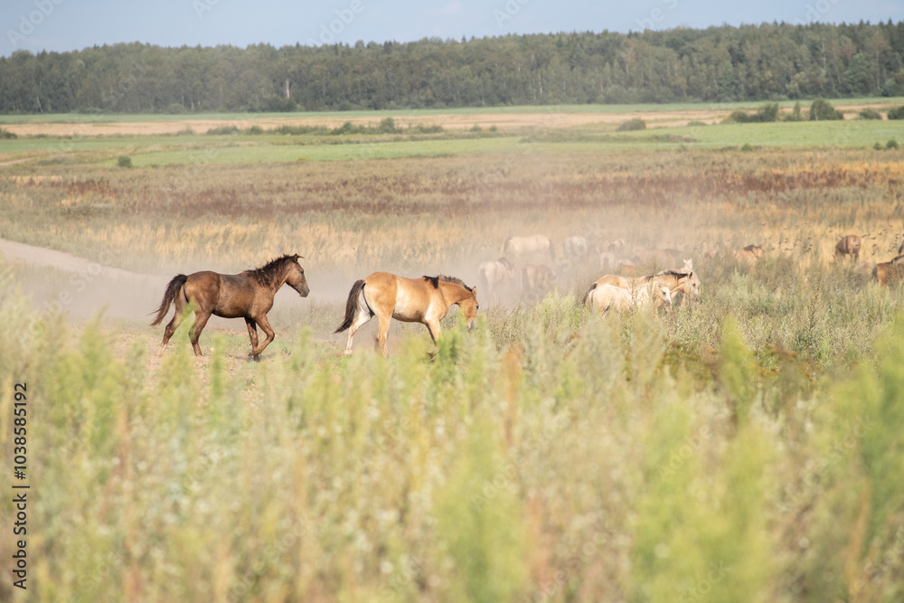 A beautiful thoroughbred horse grazing in a pasture. A beautiful thoroughbred horse grazing in a pasture.