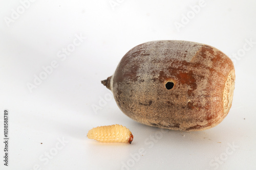 An acorn weevil (Curculio sp.) larva next to the acorn that it developed in. The hole in the acorn was created by the grub-like larva when it was escaping from the acorn it had been growing inside of.