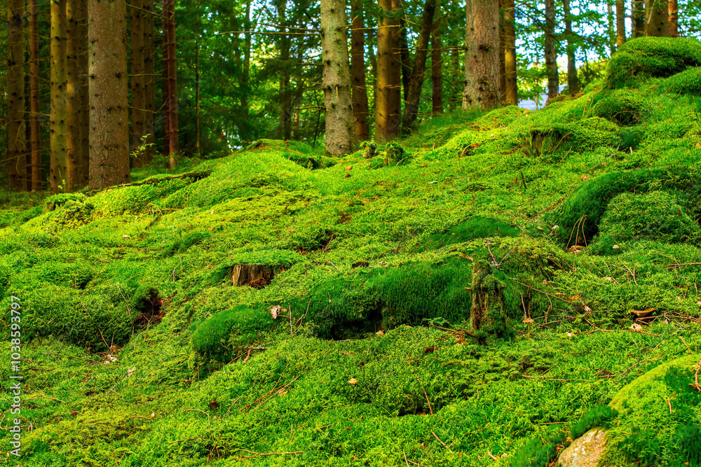 green forest in spring green forest in spring